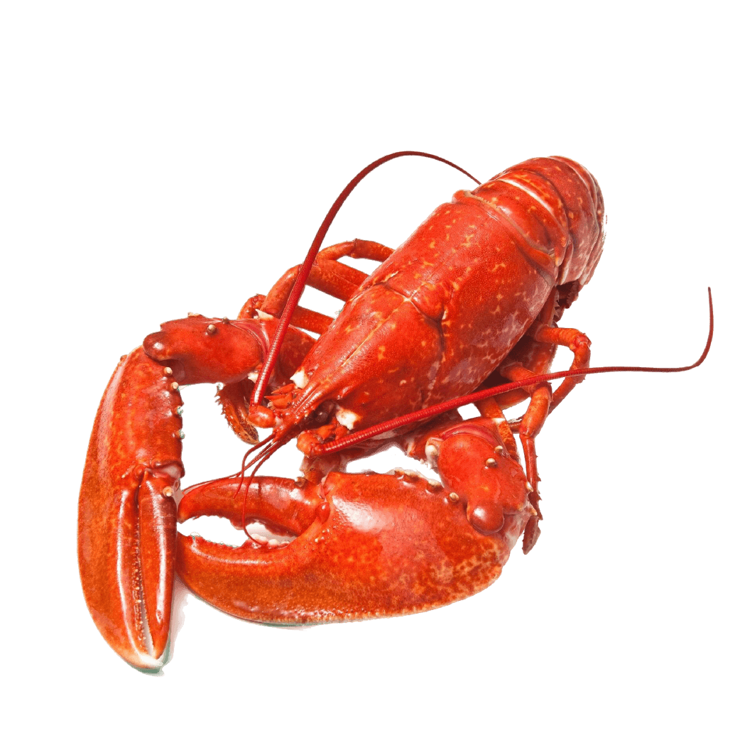 LOBSTER